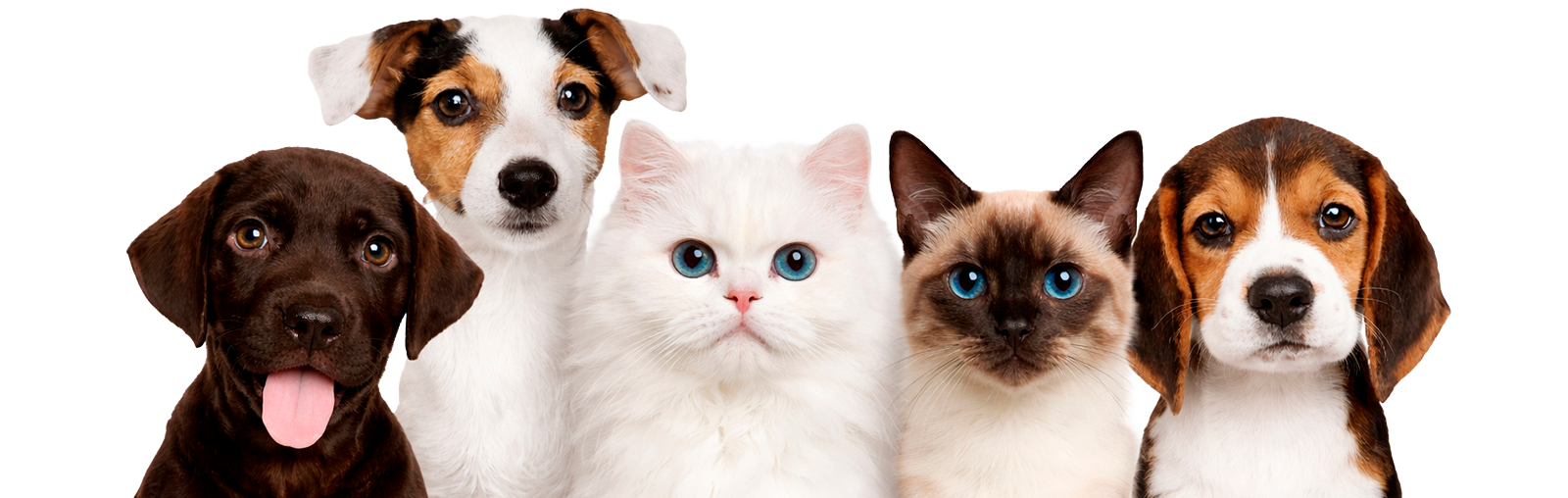Pets